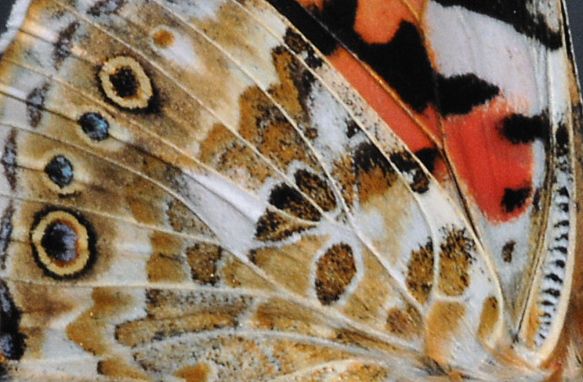Vanessa cardui sulle lantane
